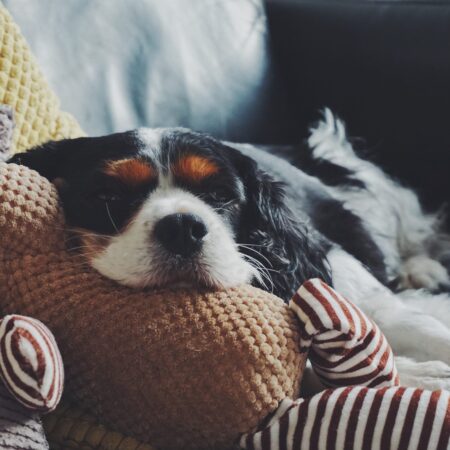 Dog Gifts: Bedding