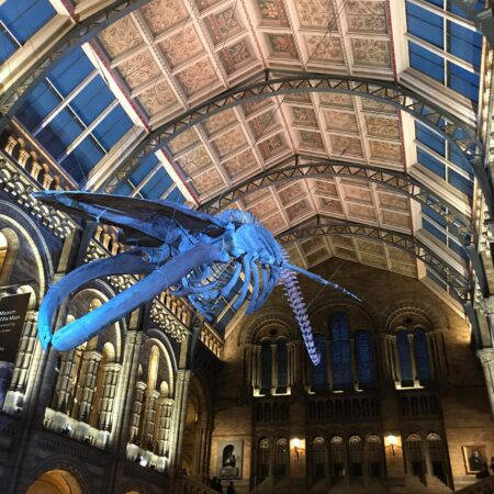 London Natural History Museum: Dinosaurs & Virtual Tours