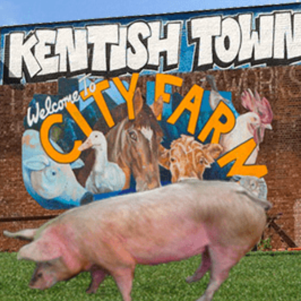 Free Days Out: Kentish Town Farm
